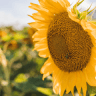 Sunflower Oil